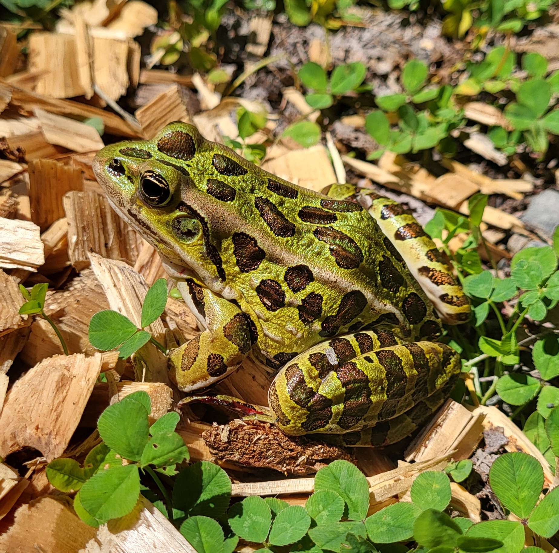 Image of a Northern Leopard Frog